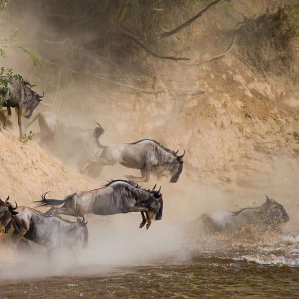 Great Migration Safari Packages in Tanzania