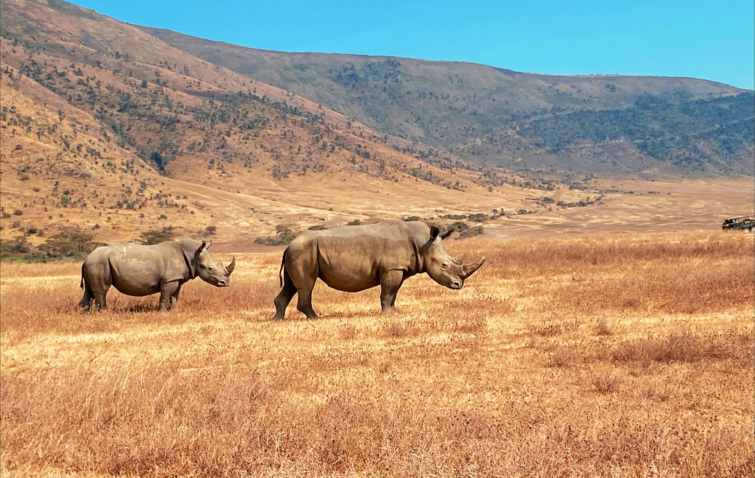 Rhinocerour in Norongoro on a 6 Day Tanzania Luxury Safari